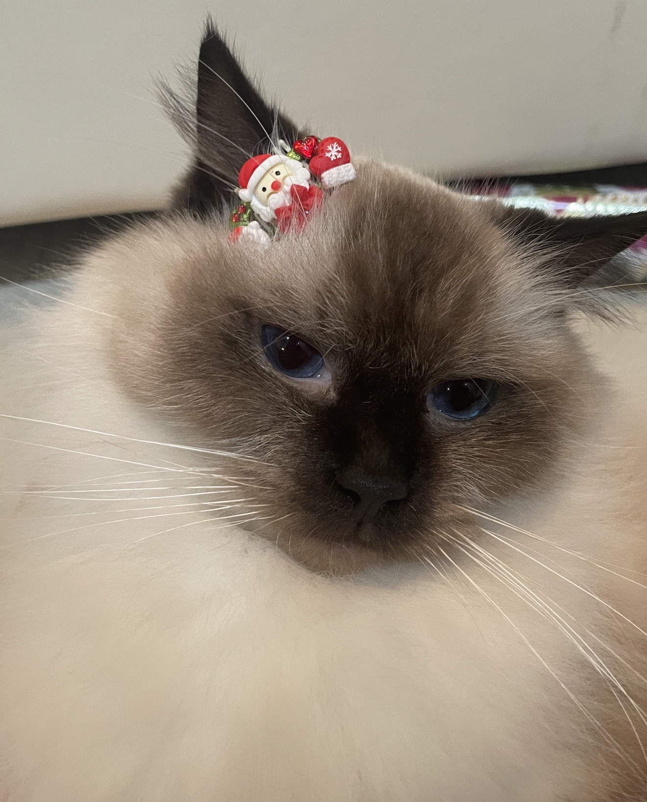Poem: Flying Cat